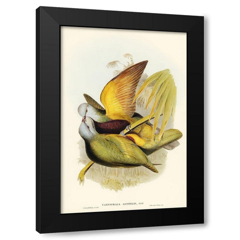 Allied Fruit-Pigeon-Carpophaga assimilis Black Modern Wood Framed Art Print with Double Matting by Gould, John