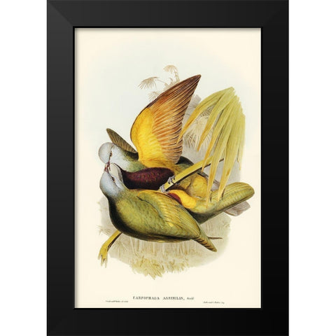 Allied Fruit-Pigeon-Carpophaga assimilis Black Modern Wood Framed Art Print by Gould, John