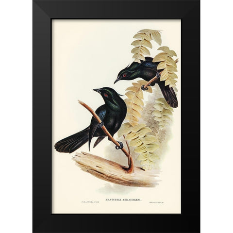 Keraudrens Crow-Shrike-Manucodia Keraudreni Black Modern Wood Framed Art Print by Gould, John