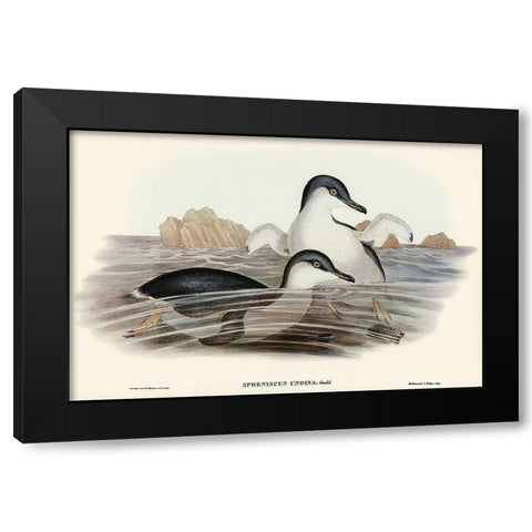 Fairy Penguin-Spheniscus undina Black Modern Wood Framed Art Print with Double Matting by Gould, John