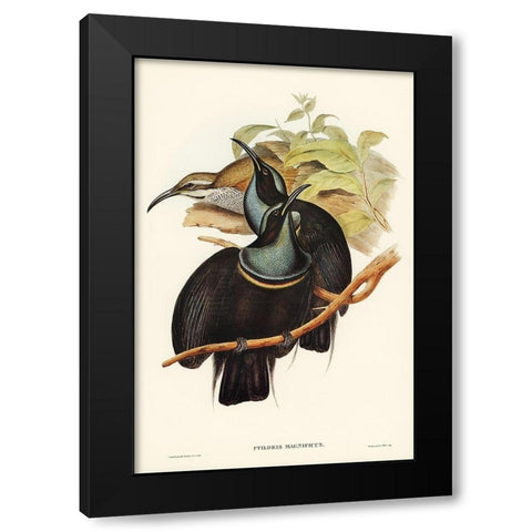 Magnificent Rifle-bird-Ptiloris magnifica Black Modern Wood Framed Art Print by Gould, John