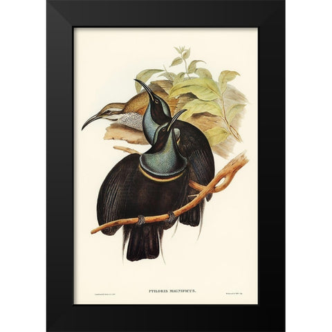 Magnificent Rifle-bird-Ptiloris magnifica Black Modern Wood Framed Art Print by Gould, John