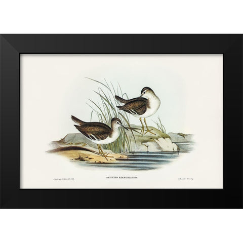 Fairy Sandpiper-Actitis empusa Black Modern Wood Framed Art Print by Gould, John