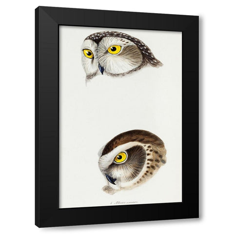 Spotted owl-Athene maculata and Boobook owl-Athene boobook Black Modern Wood Framed Art Print with Double Matting by Gould, John
