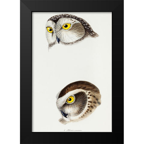 Spotted owl-Athene maculata and Boobook owl-Athene boobook Black Modern Wood Framed Art Print by Gould, John