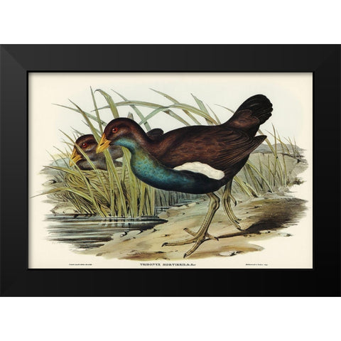 Tasmanian nativehen Mortiers Tribonyx-Tribonyx Mortieri Black Modern Wood Framed Art Print by Gould, John