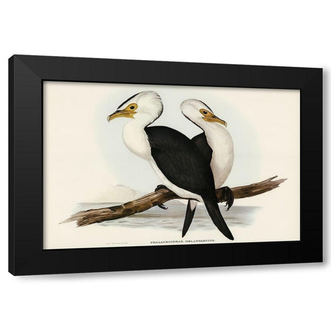 Little pied cormorant-Phalacrocorax melanoleucus Black Modern Wood Framed Art Print with Double Matting by Gould, John