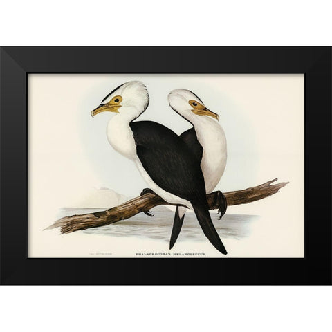 Little pied cormorant-Phalacrocorax melanoleucus Black Modern Wood Framed Art Print by Gould, John
