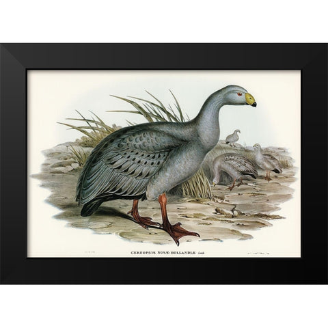 Cereopsis Goose-Cereopsis Novae-Hollandiae Black Modern Wood Framed Art Print by Gould, John