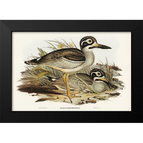 Large-billed Plover-Esacus magnirostris Black Modern Wood Framed Art Print by Gould, John