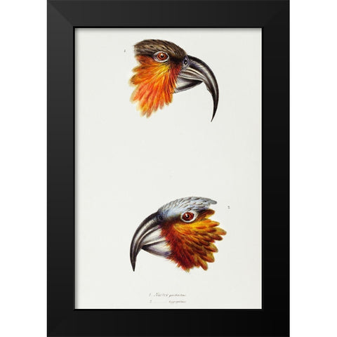 Norfolk kaka-Nestor productus and Kaka parrot-Nestor Hypopolius Black Modern Wood Framed Art Print by Gould, John