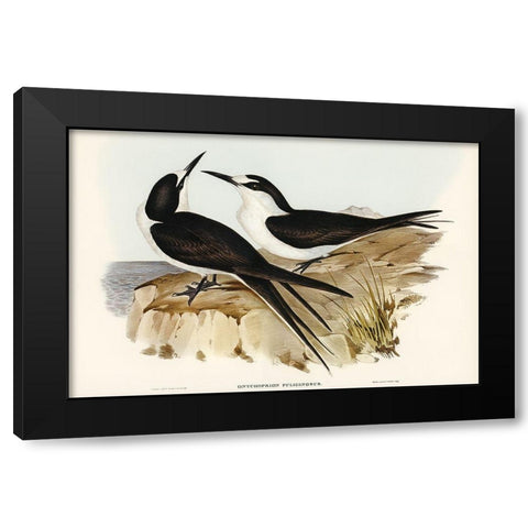 Sooty Tern-Onychoprion fuliginosus Black Modern Wood Framed Art Print by Gould, John