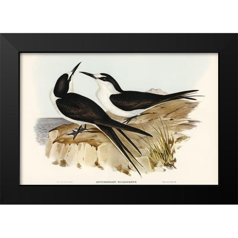 Sooty Tern-Onychoprion fuliginosus Black Modern Wood Framed Art Print by Gould, John