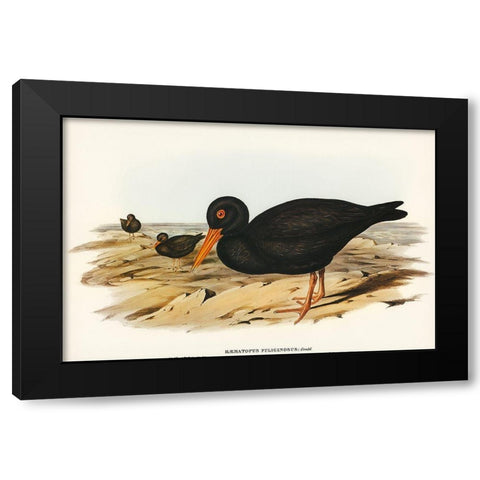 Sooty Oyster-Catcher-Haematopus fuliginosus Black Modern Wood Framed Art Print by Gould, John