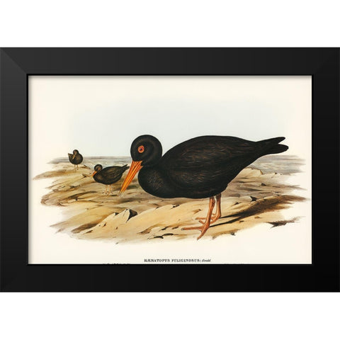 Sooty Oyster-Catcher-Haematopus fuliginosus Black Modern Wood Framed Art Print by Gould, John