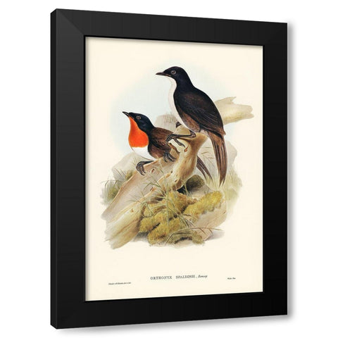 Spaldings orthonyx-Orthonyx Spaldingi Black Modern Wood Framed Art Print by Gould, John