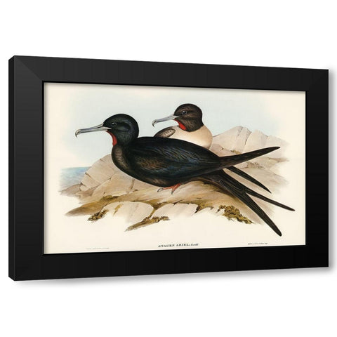 Small Frigate Bird-Attagen Ariel Black Modern Wood Framed Art Print by Gould, John