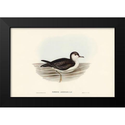 Allied Petrel-Puffinus assimilis Black Modern Wood Framed Art Print by Gould, John