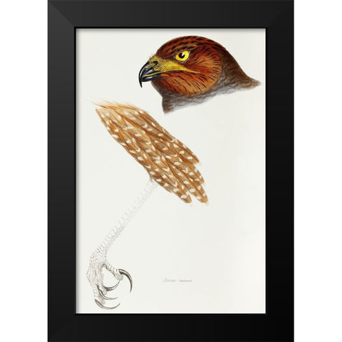 Jardines Harrier-Circus jardinii Black Modern Wood Framed Art Print by Gould, John