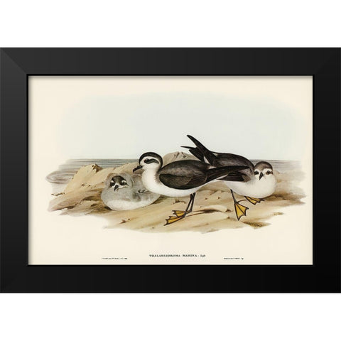 White-faced Storm Petrel-Thalassidroma marina Black Modern Wood Framed Art Print by Gould, John