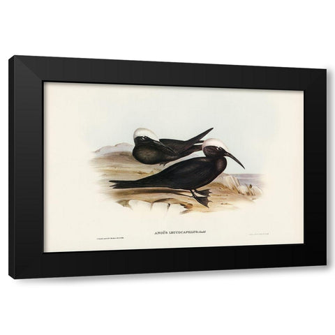 White-capped Tern-Anous leucocapillus Black Modern Wood Framed Art Print with Double Matting by Gould, John