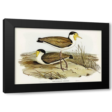 Wattle Pewit-Lobivanellus lobatus Black Modern Wood Framed Art Print by Gould, John