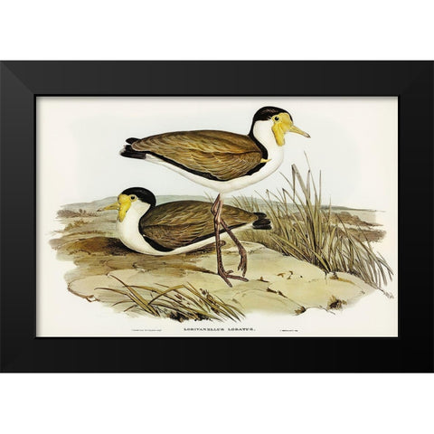 Wattle Pewit-Lobivanellus lobatus Black Modern Wood Framed Art Print by Gould, John