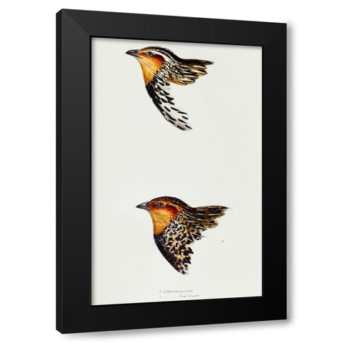 Stubble Quail and New Zealand quail Black Modern Wood Framed Art Print by Gould, John