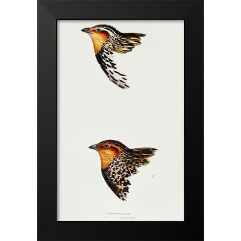 Stubble Quail and New Zealand quail Black Modern Wood Framed Art Print by Gould, John