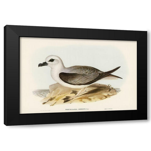 White-headed Petrel-Procellaria Lessonii Black Modern Wood Framed Art Print by Gould, John