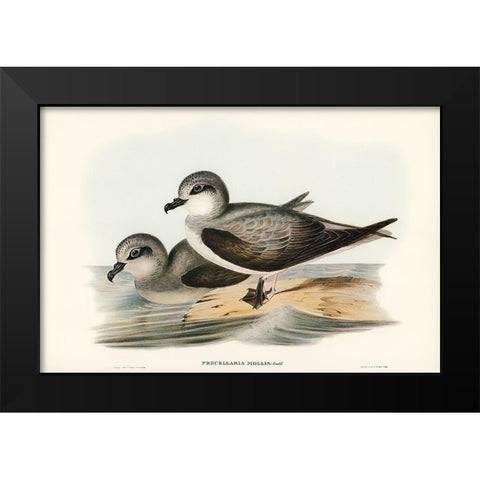 Soft-plumaged Petrel-Procellaria mollis Black Modern Wood Framed Art Print by Gould, John