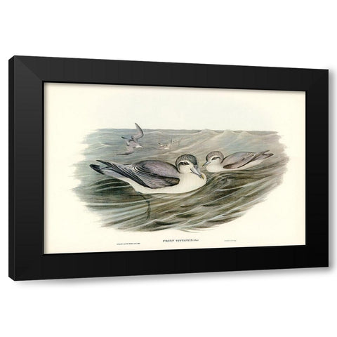 Broad-billed Prion-Prion vittatus Black Modern Wood Framed Art Print by Gould, John