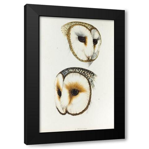 Delicate Owl-Strix delicatulus and Ring-eyed Owl-Strix cyclops Black Modern Wood Framed Art Print with Double Matting by Gould, John