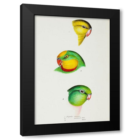 Regent Parrot and Superb parrot Black Modern Wood Framed Art Print by Gould, John