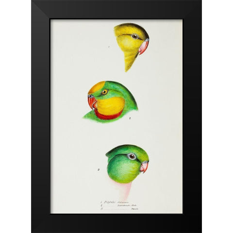 Regent Parrot and Superb parrot Black Modern Wood Framed Art Print by Gould, John