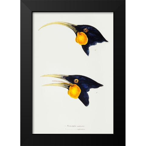 Huia-female and Huia-male Black Modern Wood Framed Art Print by Gould, John