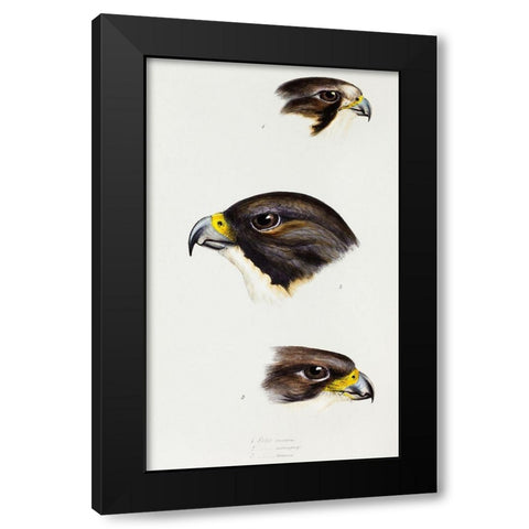 White fronted falcon-Black-cheeked falcon and New Zealand Falcon Black Modern Wood Framed Art Print with Double Matting by Gould, John