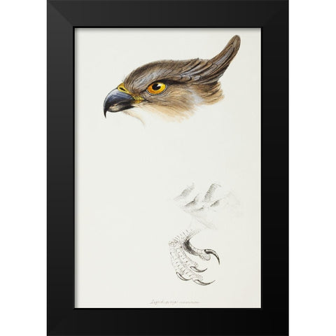 The Pacific Baza-Lepidogenys subcristatus Black Modern Wood Framed Art Print by Gould, John