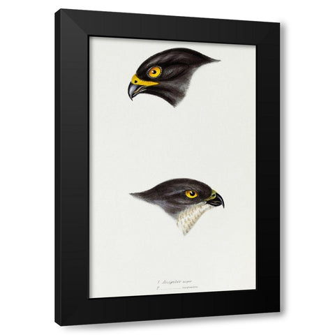 Black sparrow hawk and Collared sparrow Hawk Black Modern Wood Framed Art Print by Gould, John