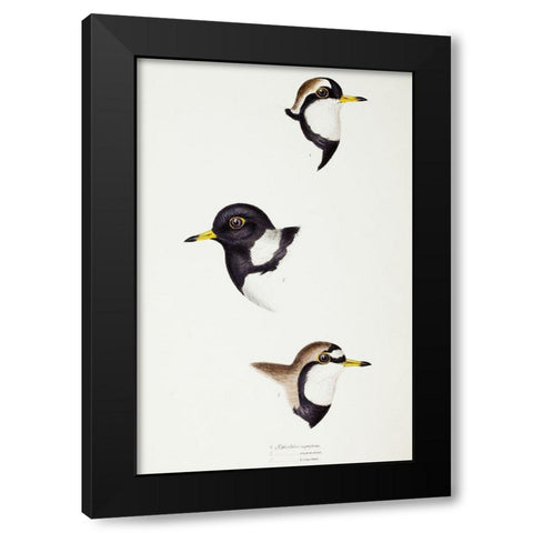 Black-fronted dotterel-Lesser sand-plover and Double-banded plover Black Modern Wood Framed Art Print with Double Matting by Gould, John