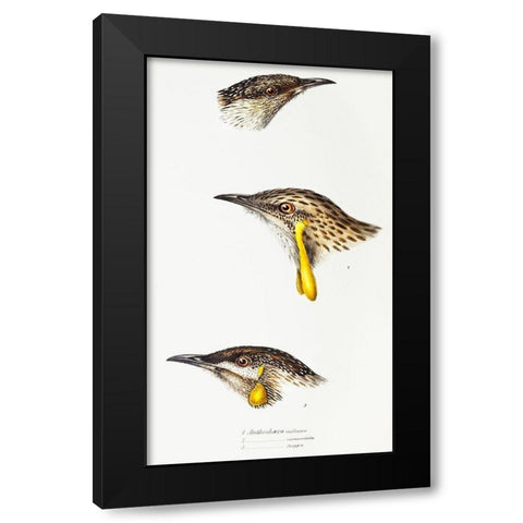 Wattle bird-Red wattlebird and Western wattlebird Black Modern Wood Framed Art Print by Gould, John