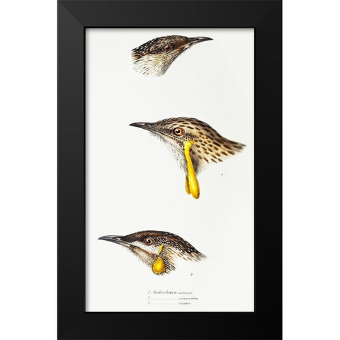 Wattle bird-Red wattlebird and Western wattlebird Black Modern Wood Framed Art Print by Gould, John