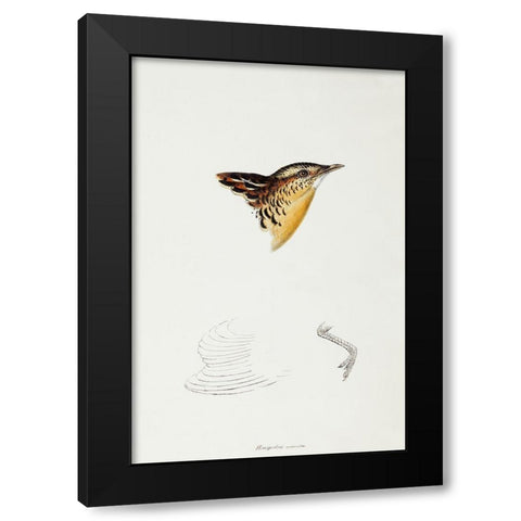 Black-backed Buttonquail-Hemipodius Melanotus Black Modern Wood Framed Art Print with Double Matting by Gould, John