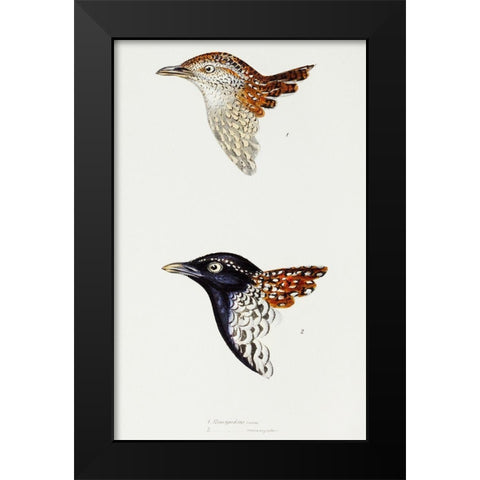 Buttonquail and Black-breasted buttonquail Black Modern Wood Framed Art Print by Gould, John