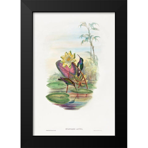 Sapphire-breasted Emerald-Hylocharis lactea Black Modern Wood Framed Art Print by Gould, John