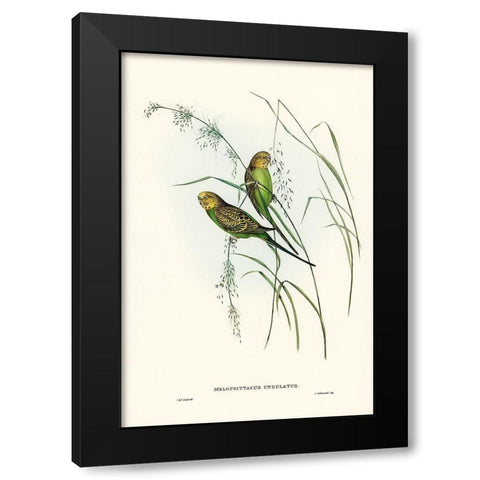 Warbling Grass-Parakeet-Melopsittacus undulatus Black Modern Wood Framed Art Print with Double Matting by Gould, John