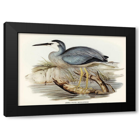 White-fronted Heron-Ardea Novae-Hollandiae Black Modern Wood Framed Art Print with Double Matting by Gould, John