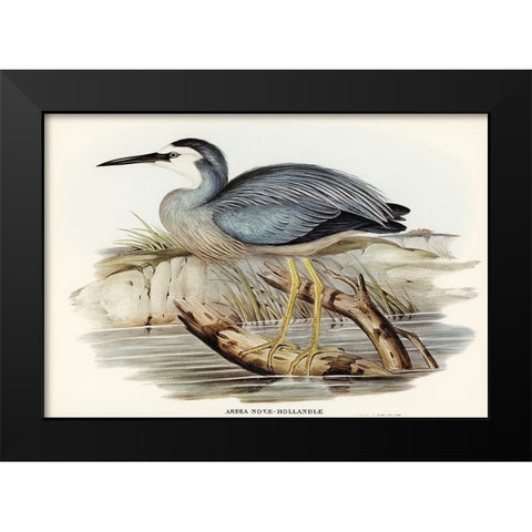 White-fronted Heron-Ardea Novae-Hollandiae Black Modern Wood Framed Art Print by Gould, John