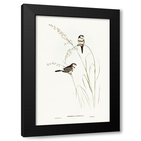 Bichenoâ€™s Finch-Estrelda Bichenovii Black Modern Wood Framed Art Print with Double Matting by Gould, John