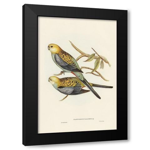 Pale-headed Parakeet-Platycercus palliceps Black Modern Wood Framed Art Print with Double Matting by Gould, John